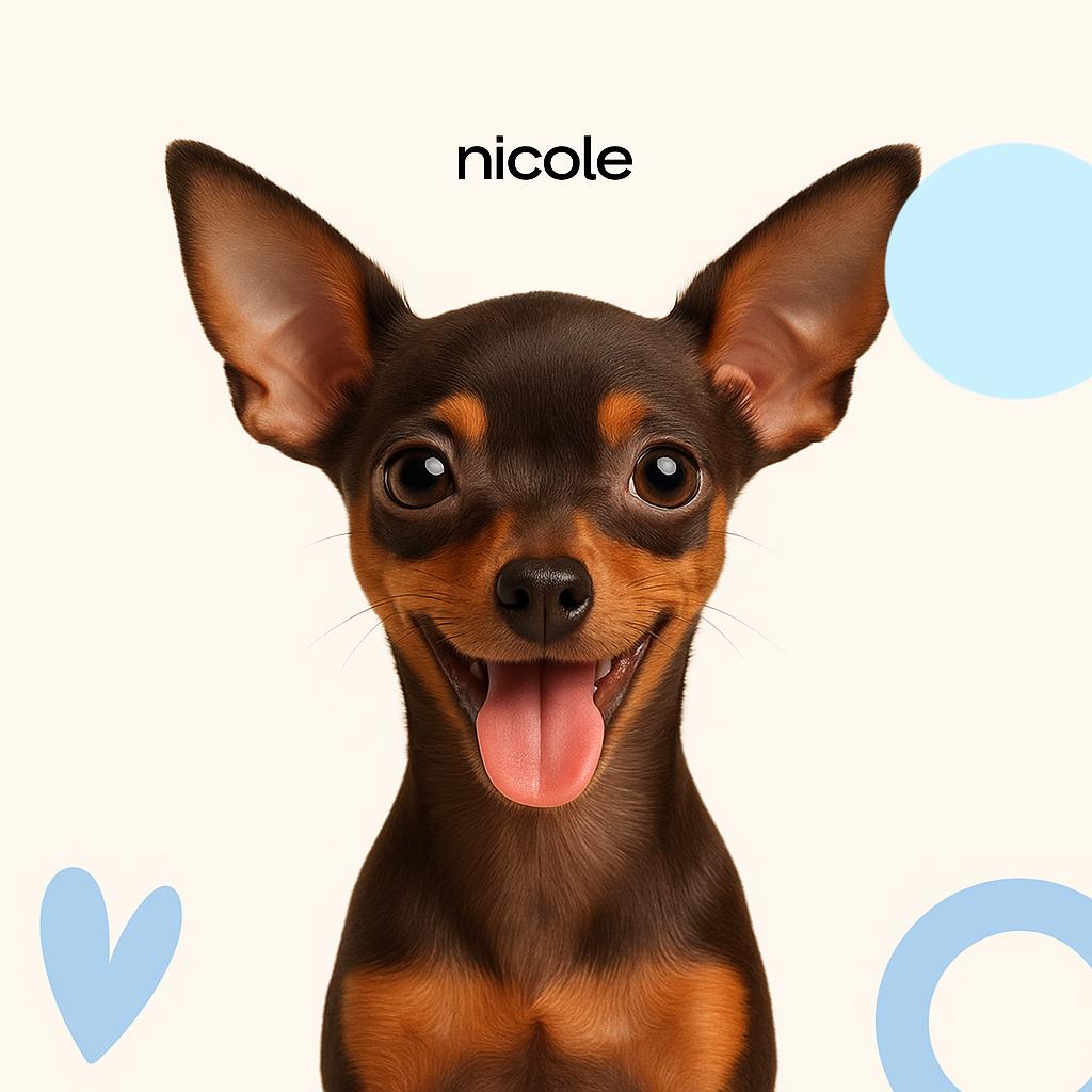 Русский той Г/Ш