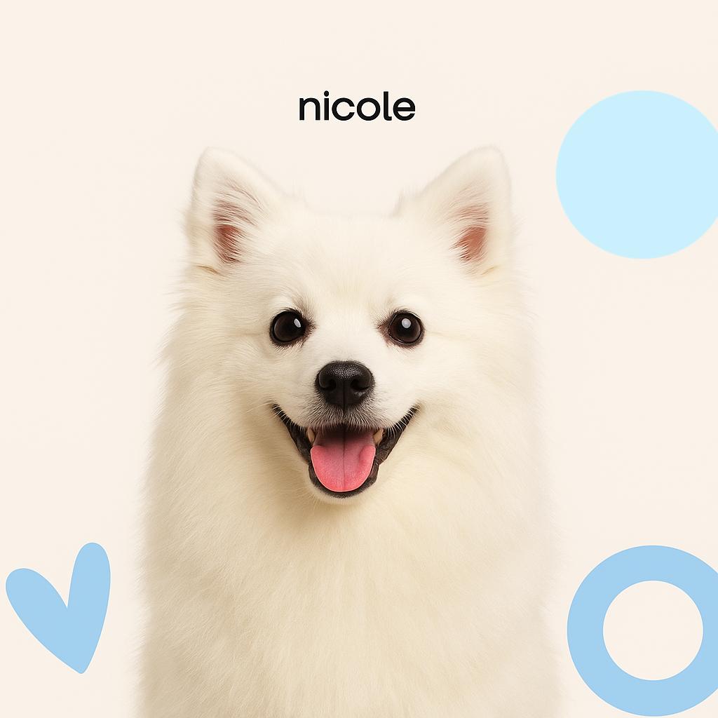 Японский шпиц (до 12кг)