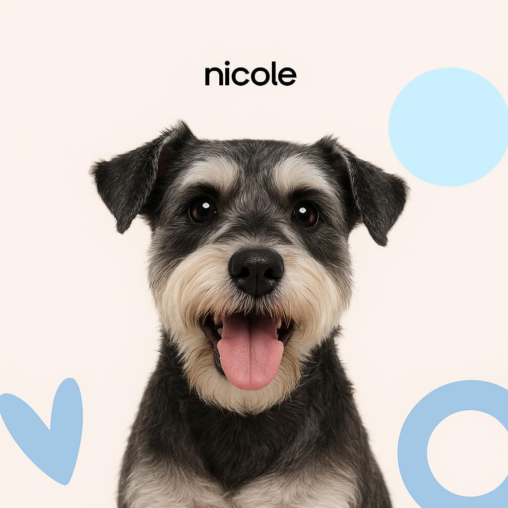 Цвергшнауцер Модельная