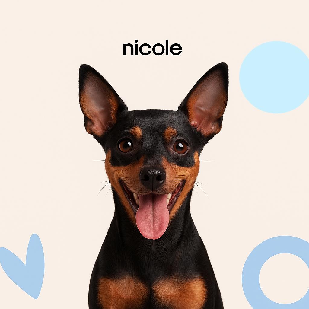 Цвергпинчер