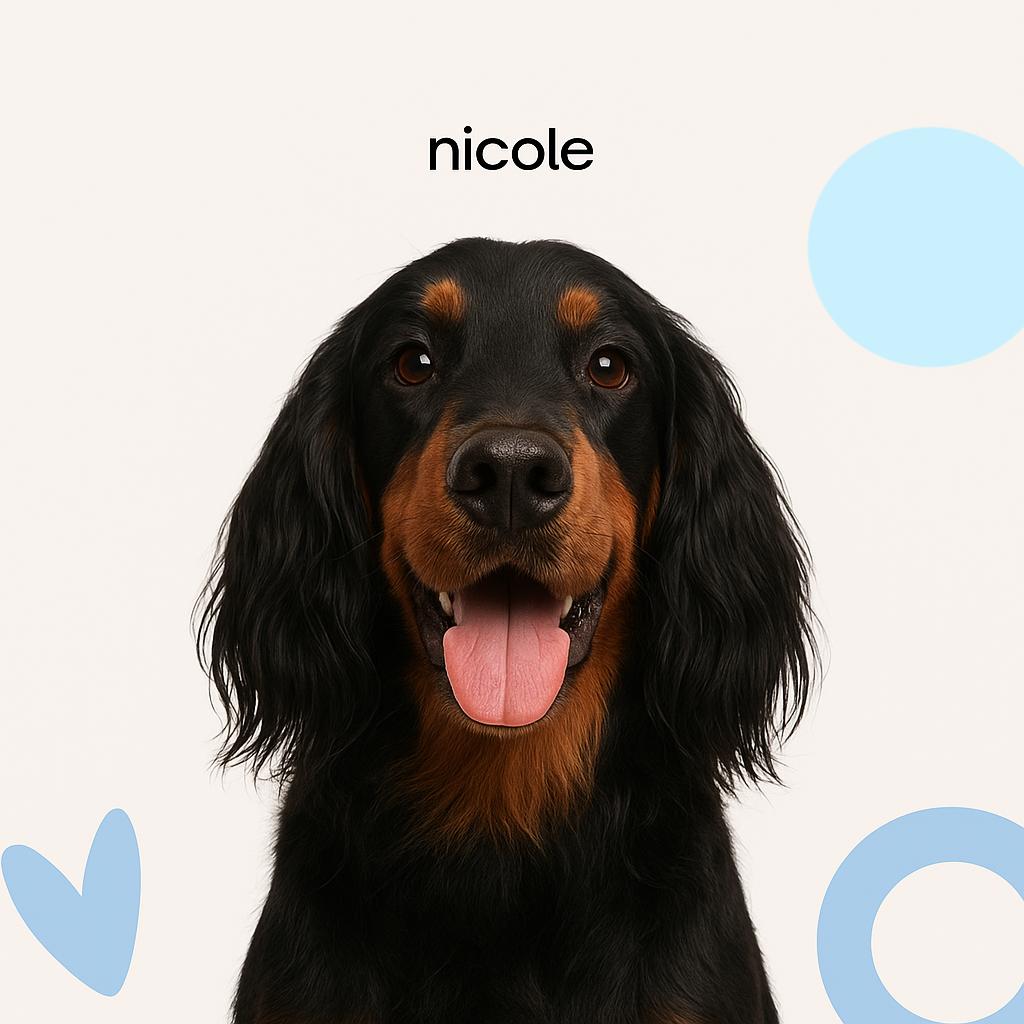 Сеттер Стрижка под машинку (английский/шотландский/ирландский)