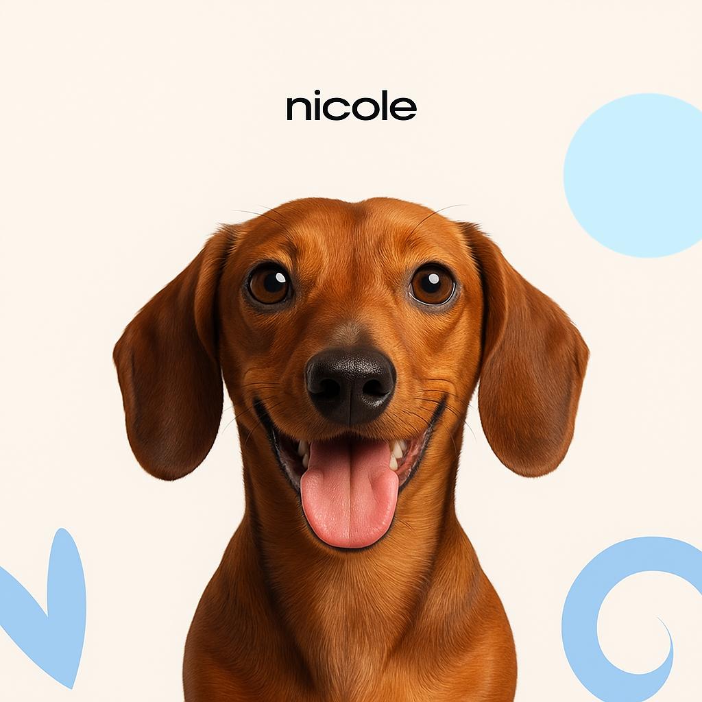 Такса (Д/Ш) Стрижка под машинку