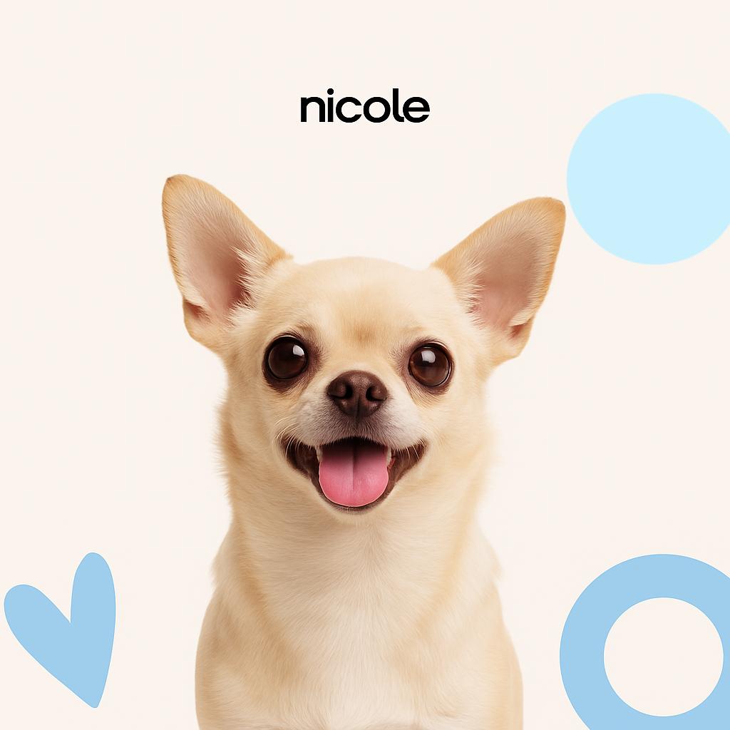 Чихуахуа (Д/Ш) Модельная