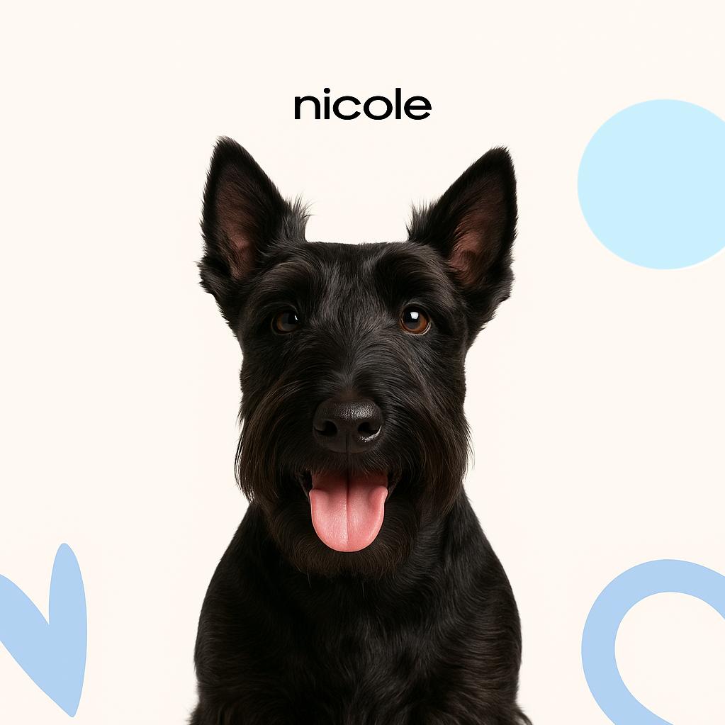 Скотч терьер Гигиена