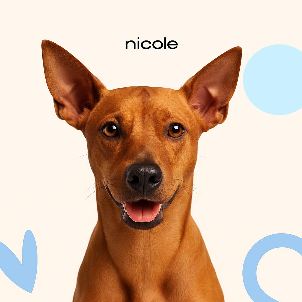 Тайский/Родезийский риджбек