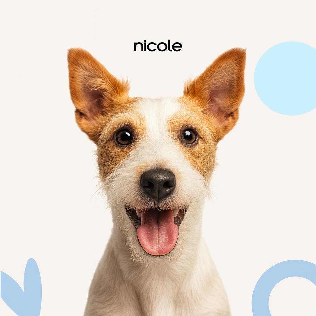 Фокстерьер Г/Ш