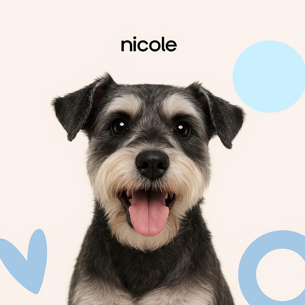 Цвергшнауцер стриппинг (тримминг)