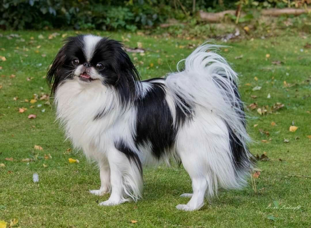 Пекинес, гигиенический комплекс