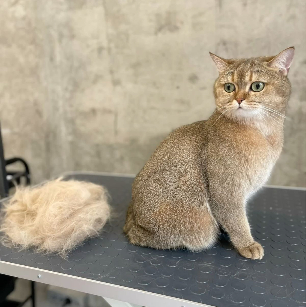 Коты, экспресс-линька без мытья
