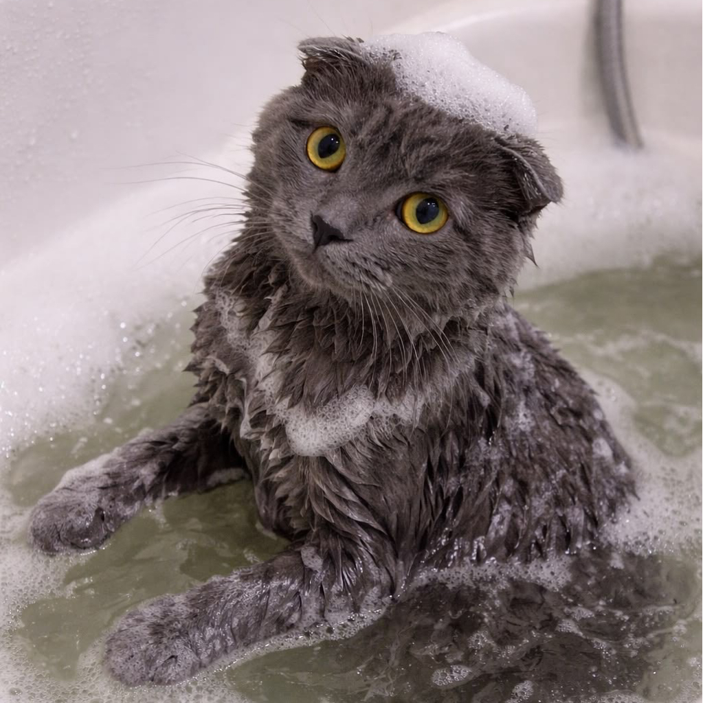 Коты, комплекс (стрижка+купание)