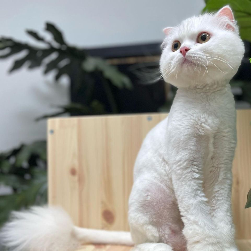 Коты, стрижка без мытья