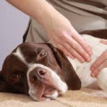 Массаж средние собаки