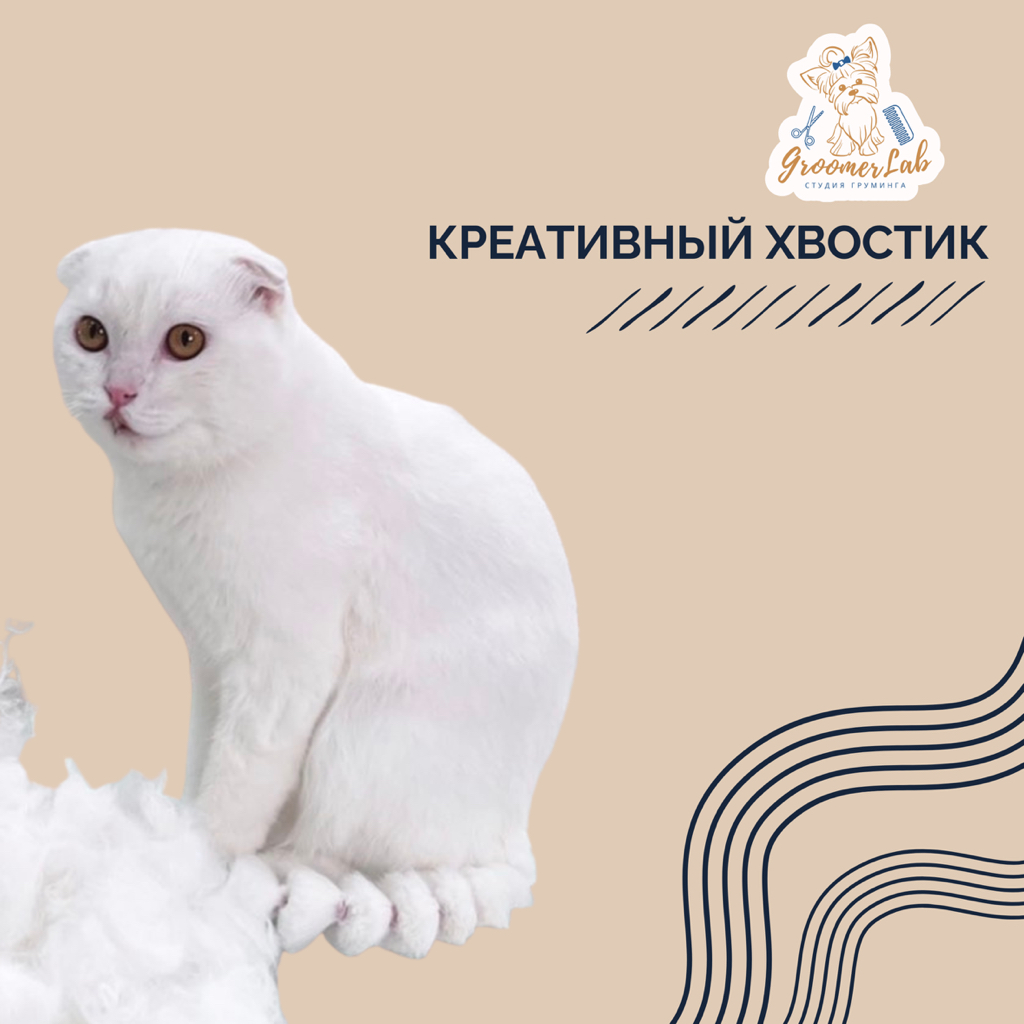 Креативный хвост кошке