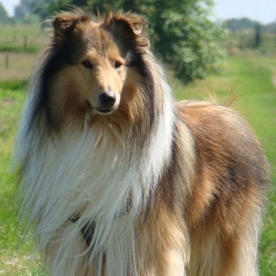 Колли Гигиенический комплекс
