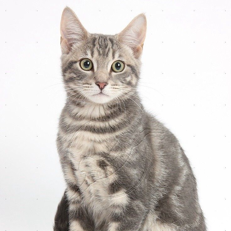Мытье кота