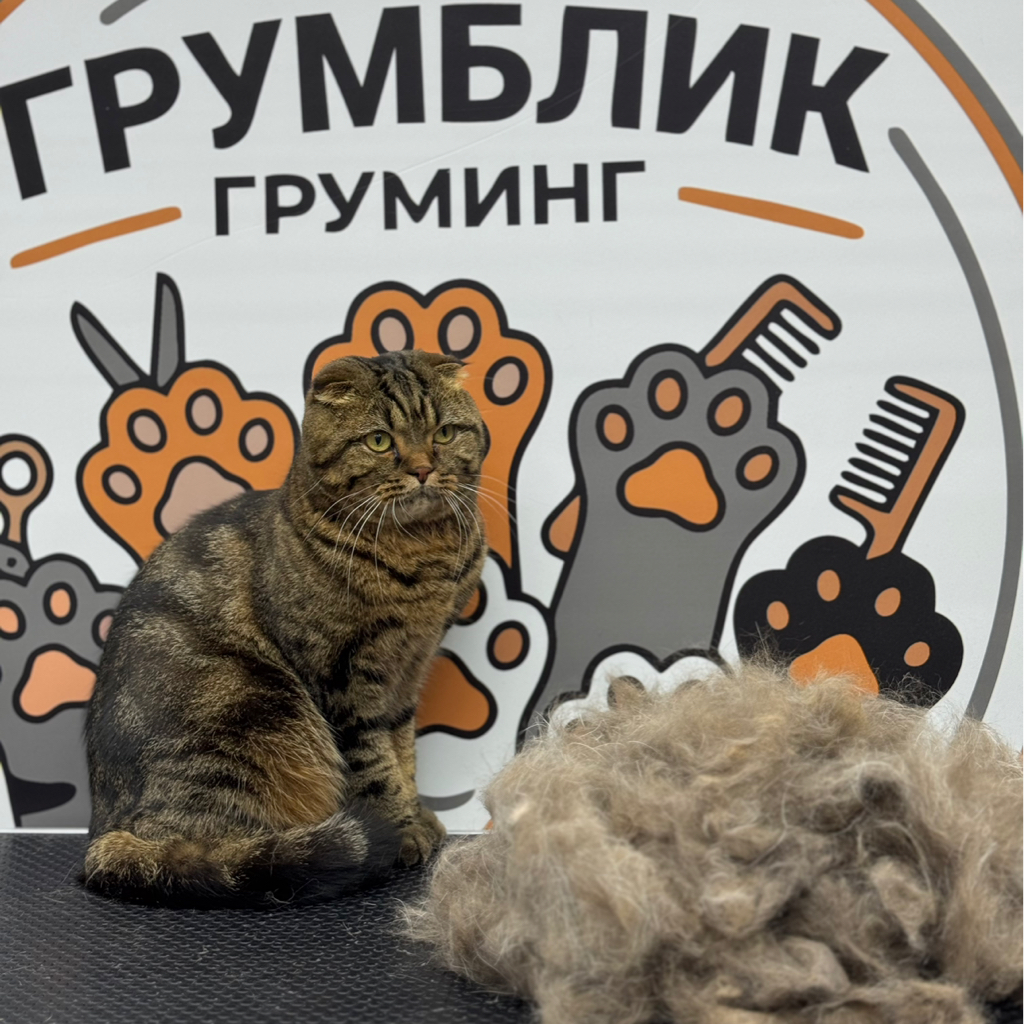 Кошки. Вычес + мытье