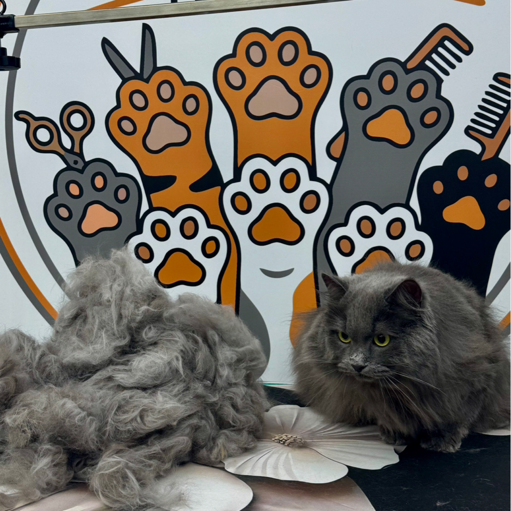 Кошки. Сухой вычес